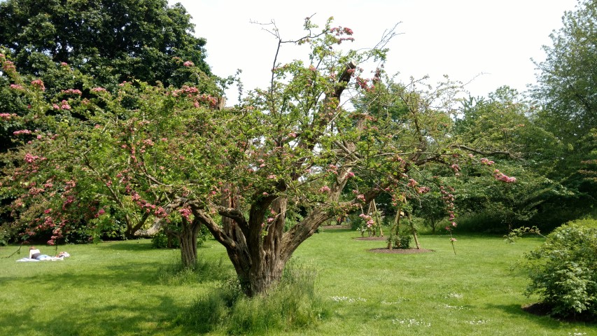 Crataegus laevigata plantplacesimage20160605_140813.jpg