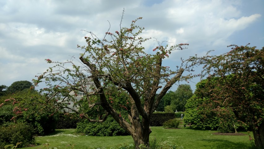 Crataegus laevigata plantplacesimage20160605_140830.jpg