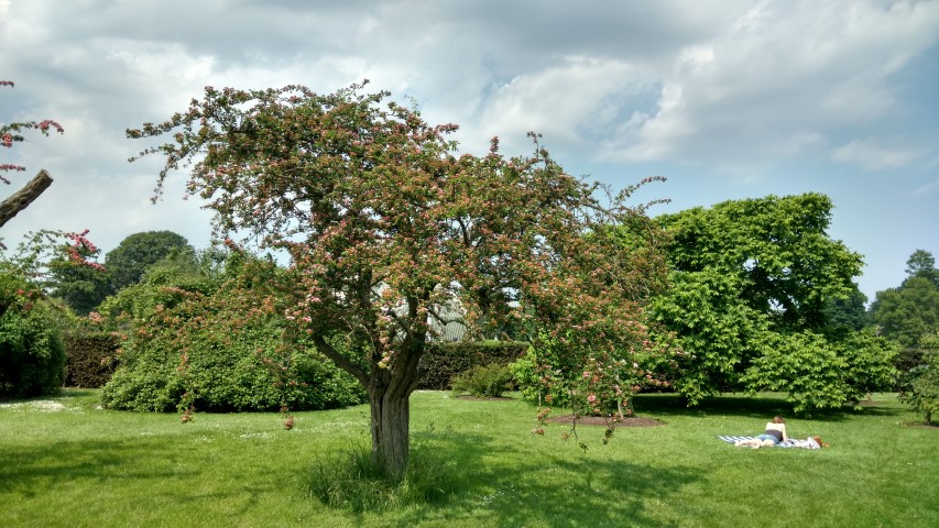 Crataegus laevigata plantplacesimage20160605_140929.jpg