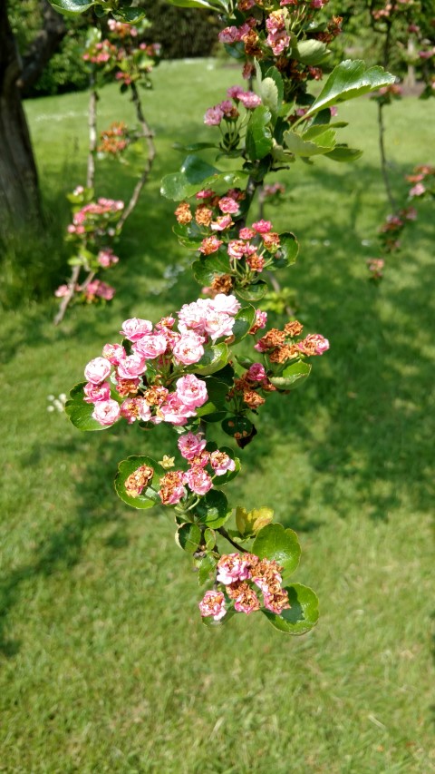 Crataegus laevigata plantplacesimage20160605_140943.jpg