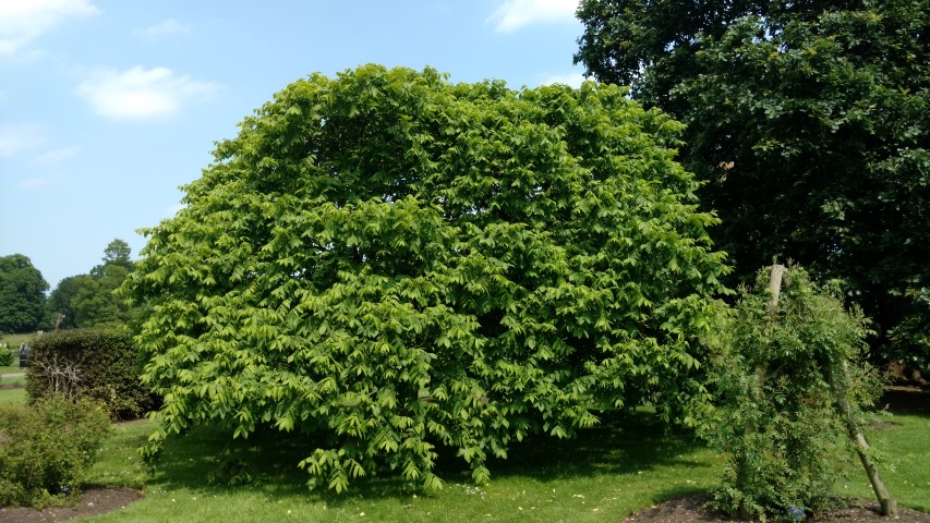 Juglans handshurica plantplacesimage20160605_141053.jpg