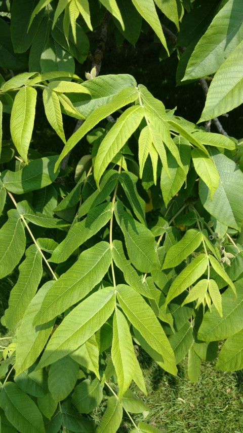 Juglans handshurica plantplacesimage20160605_141118.jpg