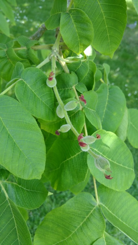 Juglans handshurica plantplacesimage20160605_141154.jpg