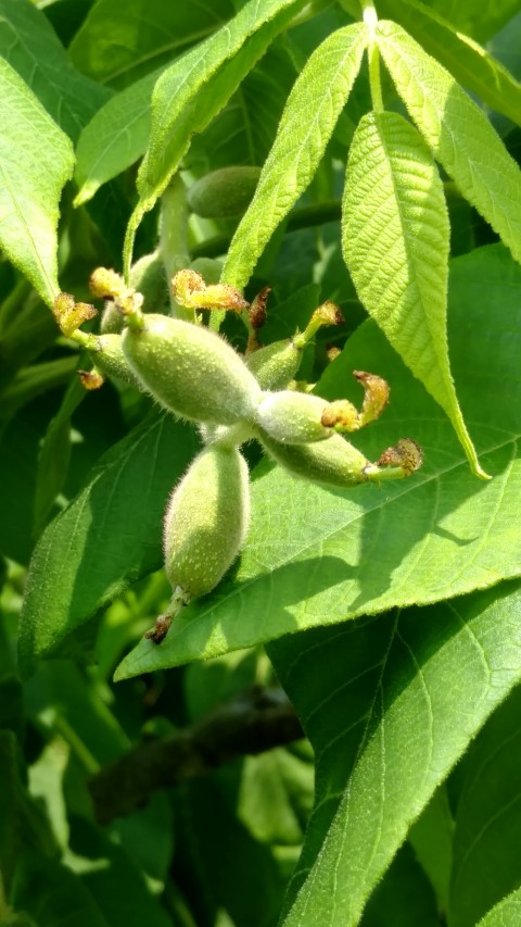 Juglans handshurica plantplacesimage20160605_141220.jpg