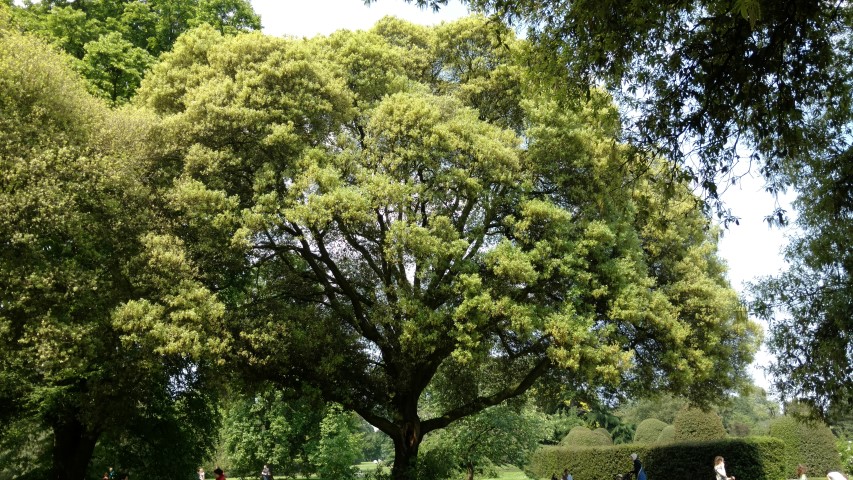 Quercus Ilex plantplacesimage20160605_141547.jpg