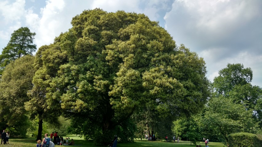 Quercus Ilex plantplacesimage20160605_141612.jpg