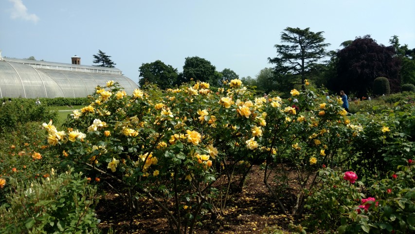 Rosa spp plantplacesimage20160605_141953.jpg