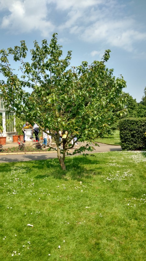 Davidia involucrata plantplacesimage20160605_142509.jpg