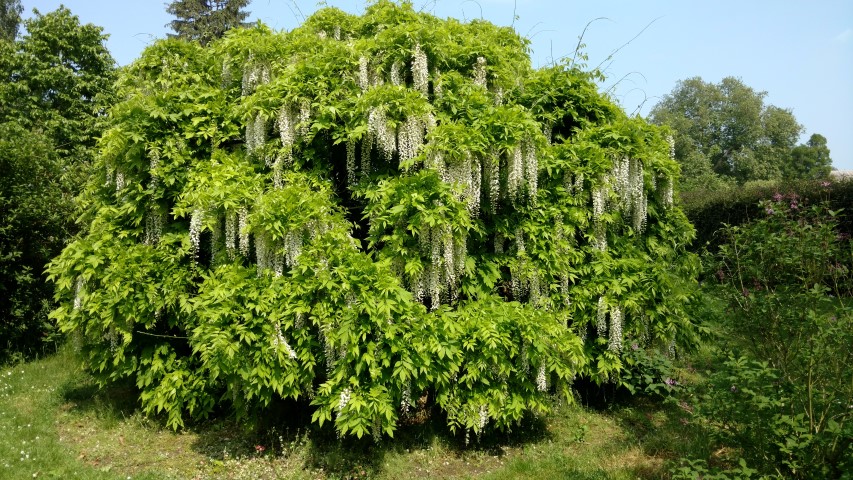 Wisteria floribunda plantplacesimage20160605_142657.jpg