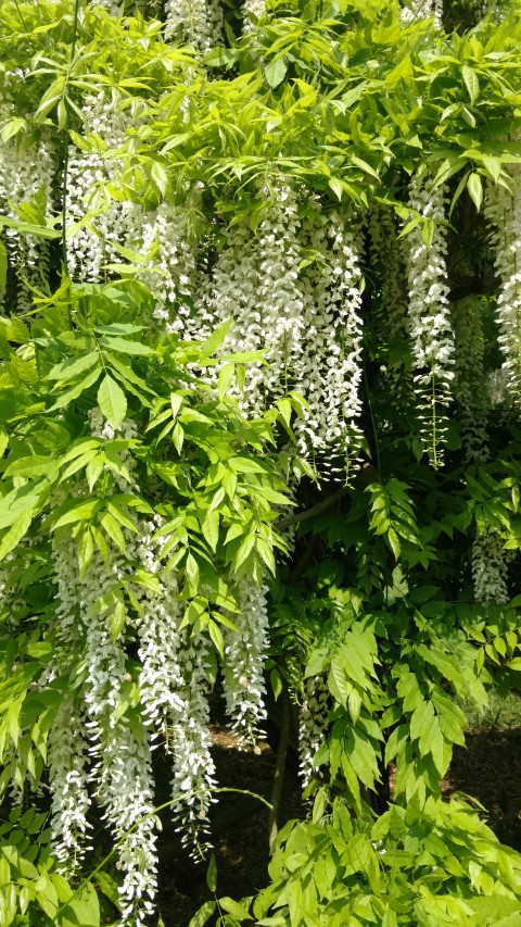 Wisteria floribunda plantplacesimage20160605_142732.jpg