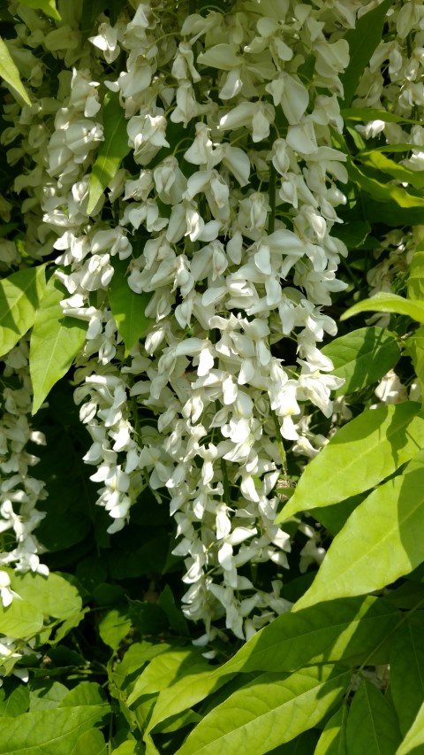 Wisteria floribunda plantplacesimage20160605_142756.jpg