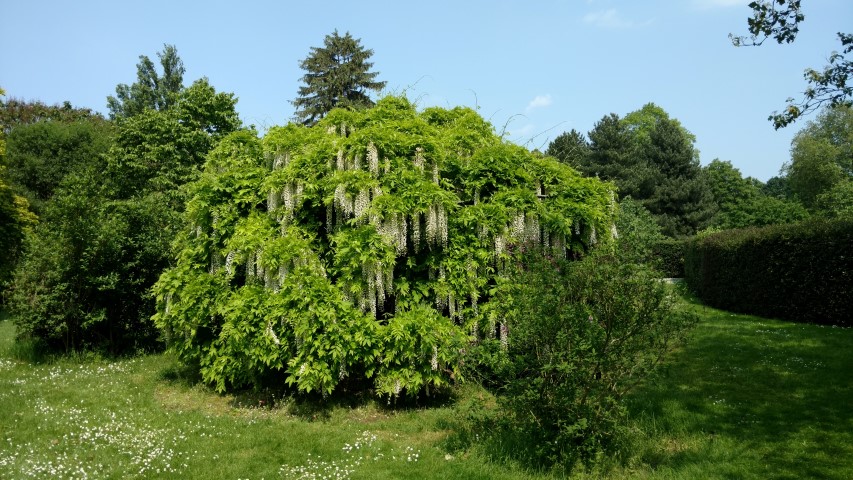 Wisteria floribunda plantplacesimage20160605_142806.jpg