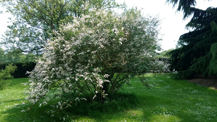 Syringa tomentella plantplacesimage20160605_142925.jpg
