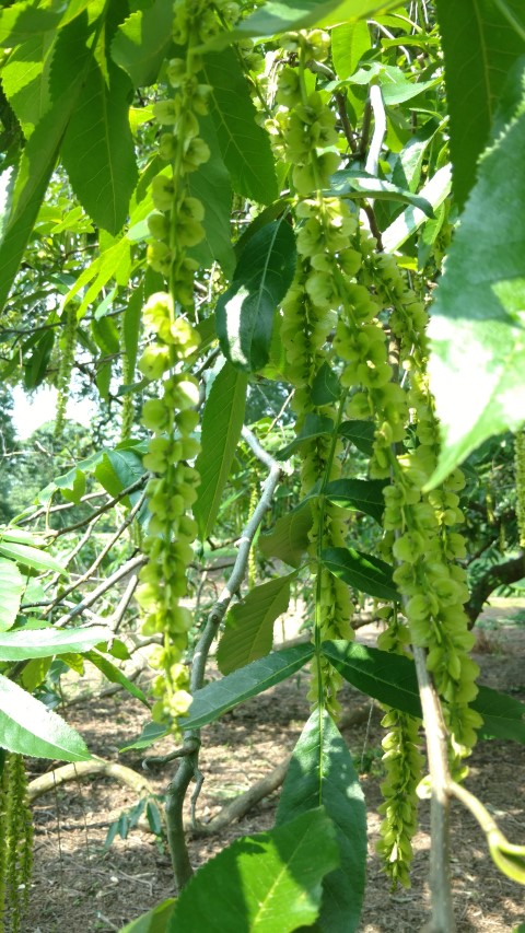 Pterocarya x rehderiana plantplacesimage20160605_143313.jpg