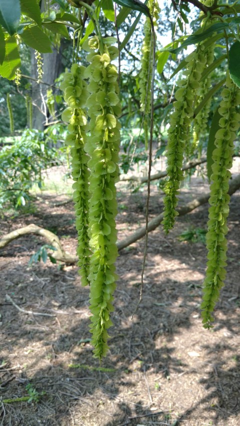 Pterocarya x rehderiana plantplacesimage20160605_143328.jpg