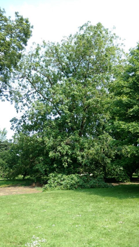 Pterocarya x rehderiana plantplacesimage20160605_143345.jpg