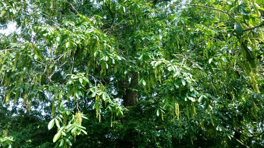 Pterocarya x rehderiana plantplacesimage20160605_143431.jpg