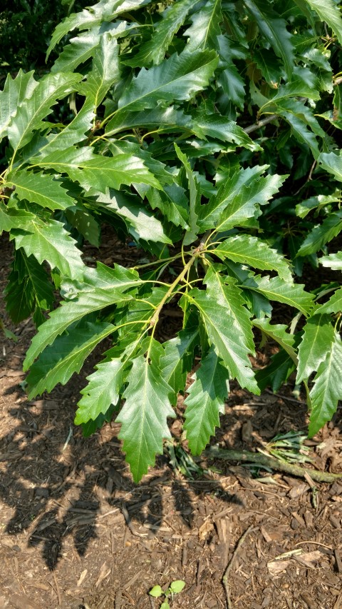 Quercus castaneifolia plantplacesimage20160605_143738.jpg