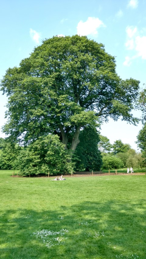 Quercus castaneifolia plantplacesimage20160605_143821.jpg