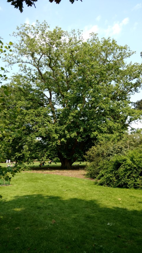 Pterocarya stenoptera plantplacesimage20160605_144003.jpg