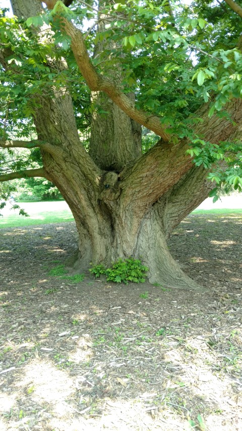 Pterocarya stenoptera plantplacesimage20160605_144043.jpg