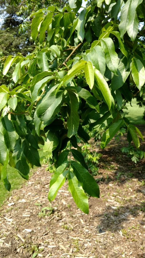 Pterocarya stenoptera plantplacesimage20160605_144053.jpg