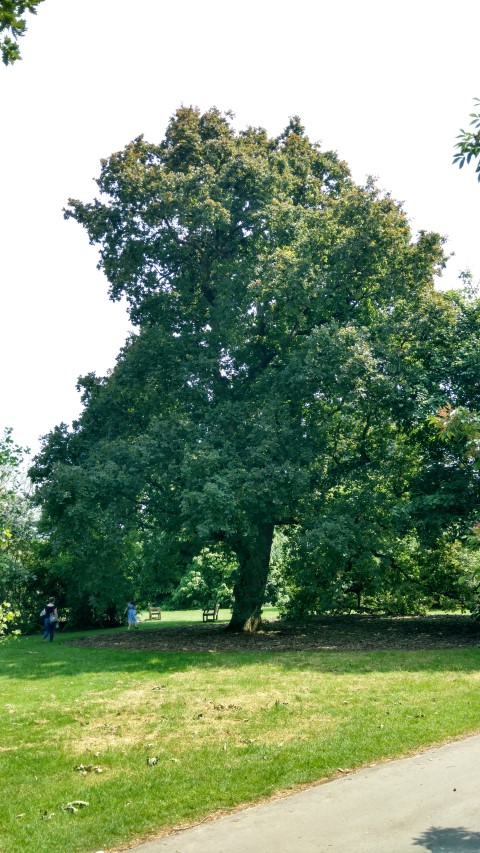 Quercus robur plantplacesimage20160605_144336.jpg