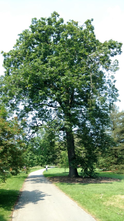 Quercus frainetto plantplacesimage20160605_144454.jpg