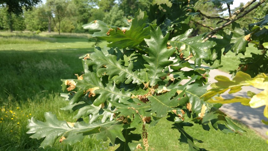 Quercus frainetto plantplacesimage20160605_144523.jpg