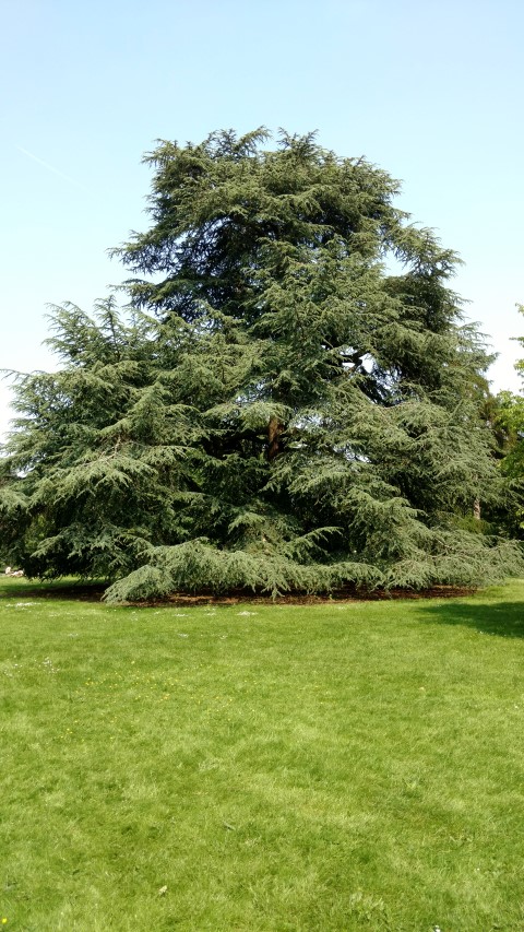 Cedrus atlantica plantplacesimage20160605_144826.jpg