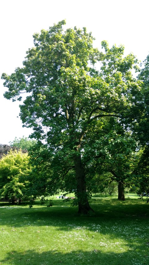 Catalpa bungea plantplacesimage20160605_145030.jpg