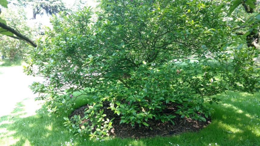 Magnolia stellata plantplacesimage20160605_145400.jpg