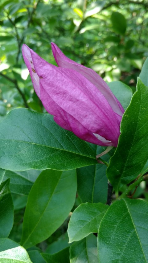 Magnolia stellata plantplacesimage20160605_145418.jpg