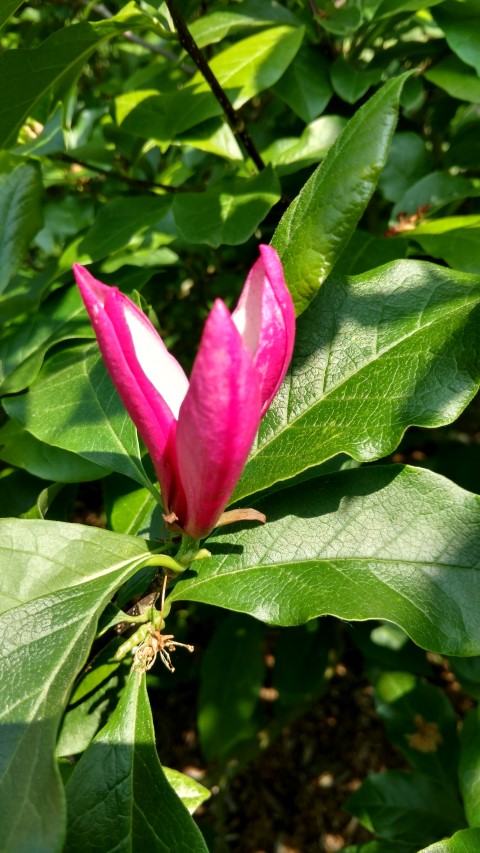 Magnolia stellata plantplacesimage20160605_145552.jpg