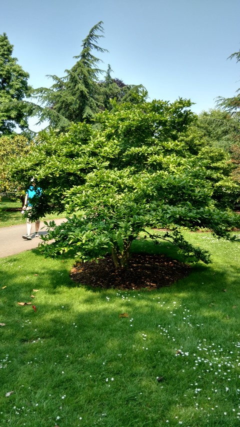 Magnolia stellata plantplacesimage20160605_150256.jpg
