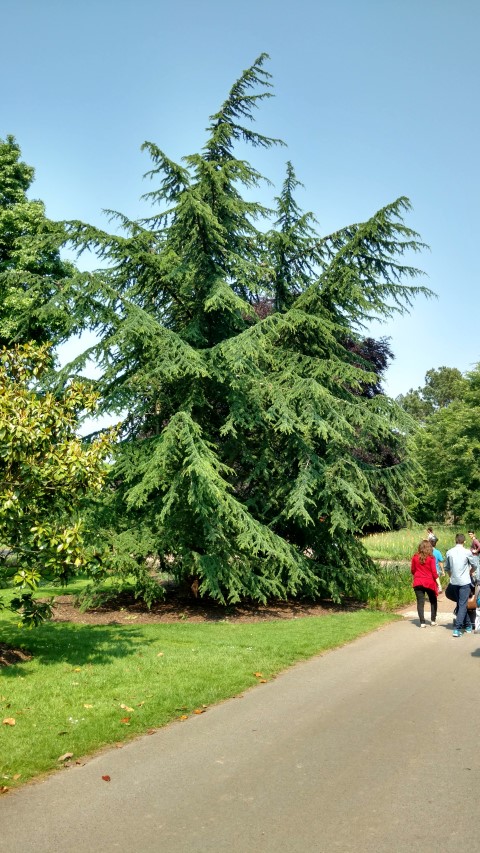 Cedrus atlantica plantplacesimage20160605_150318.jpg