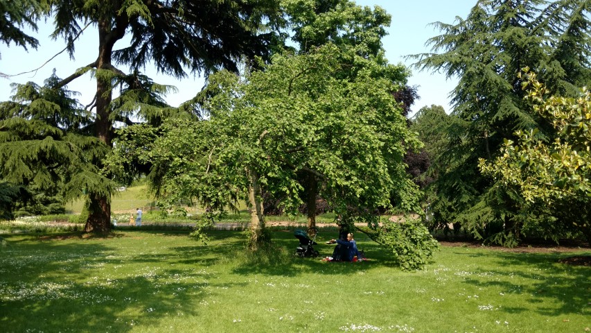 Corylus avellana plantplacesimage20160605_150458.jpg