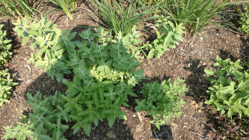 Perovskia atriplicifolia plantplacesimage20160605_150630.jpg