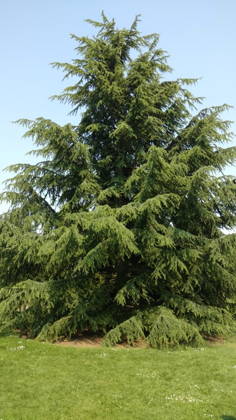 Cedrus atlantica plantplacesimage20160605_150950.jpg