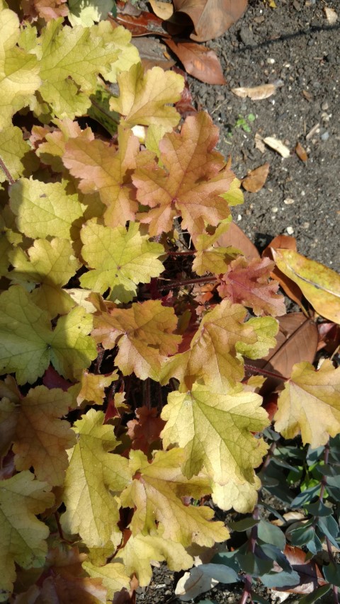 Heuchera Marmalade plantplacesimage20160605_151423.jpg