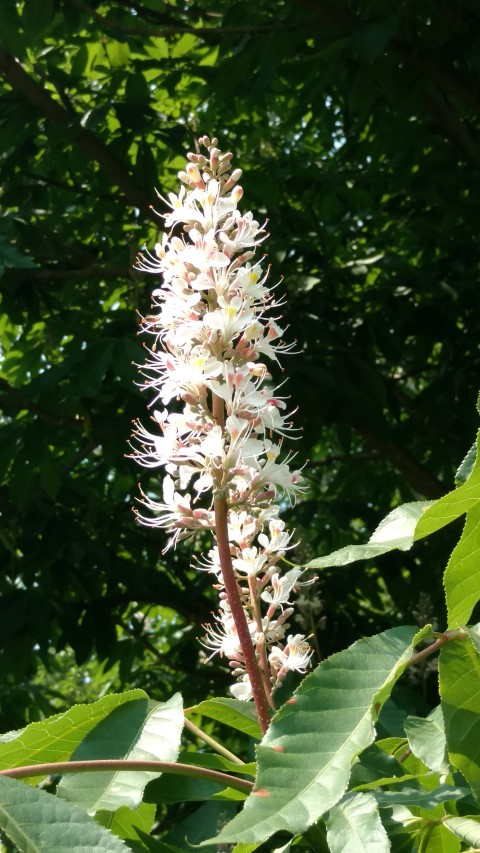 Aesculus assamica plantplacesimage20160605_151513.jpg