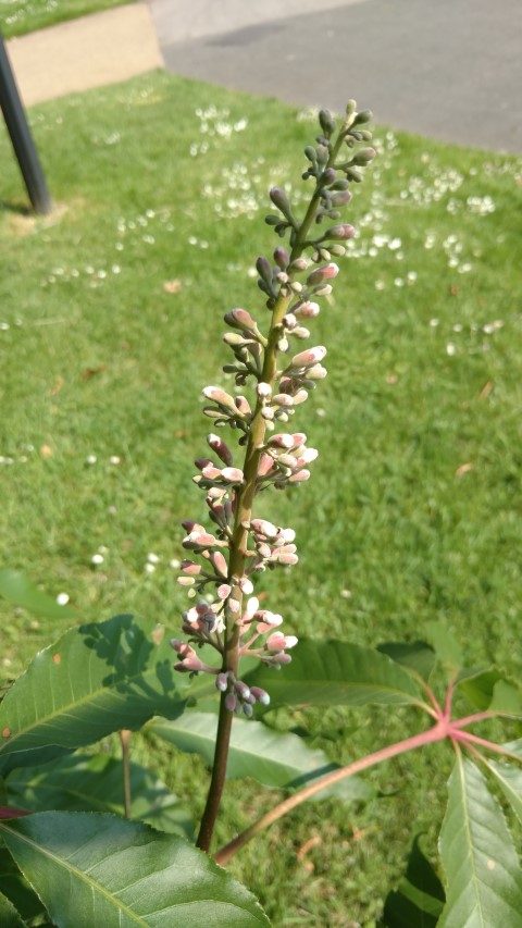 Aesculus assamica plantplacesimage20160605_151537.jpg