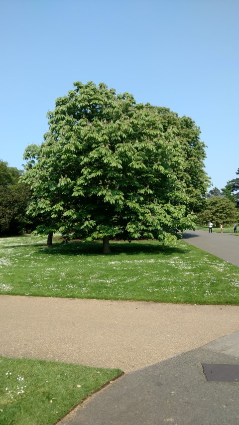 Aesculus indica plantplacesimage20160605_151700.jpg