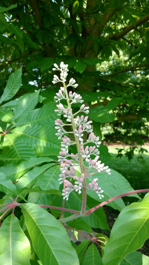 Aesculus indica plantplacesimage20160605_151718.jpg