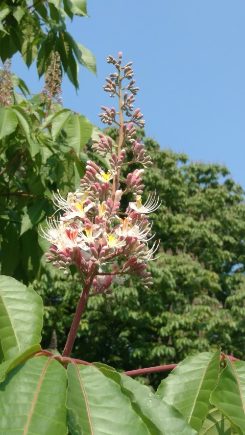 Aesculus indica plantplacesimage20160605_151733.jpg