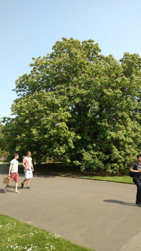 Aesculus indica plantplacesimage20160605_151834.jpg