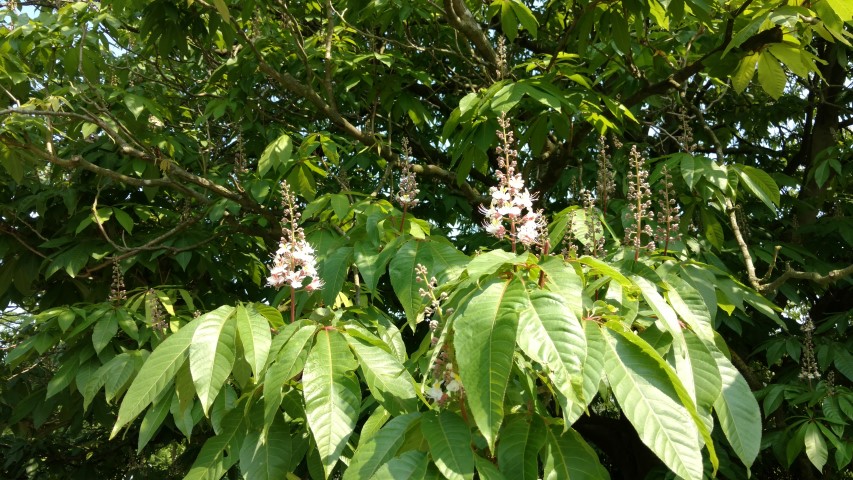 Aesculus indica plantplacesimage20160605_151852.jpg