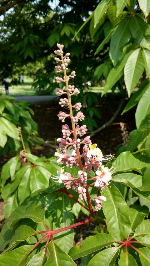 Aesculus indica plantplacesimage20160605_151902.jpg