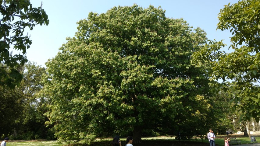 Aesculus indica plantplacesimage20160605_151953.jpg