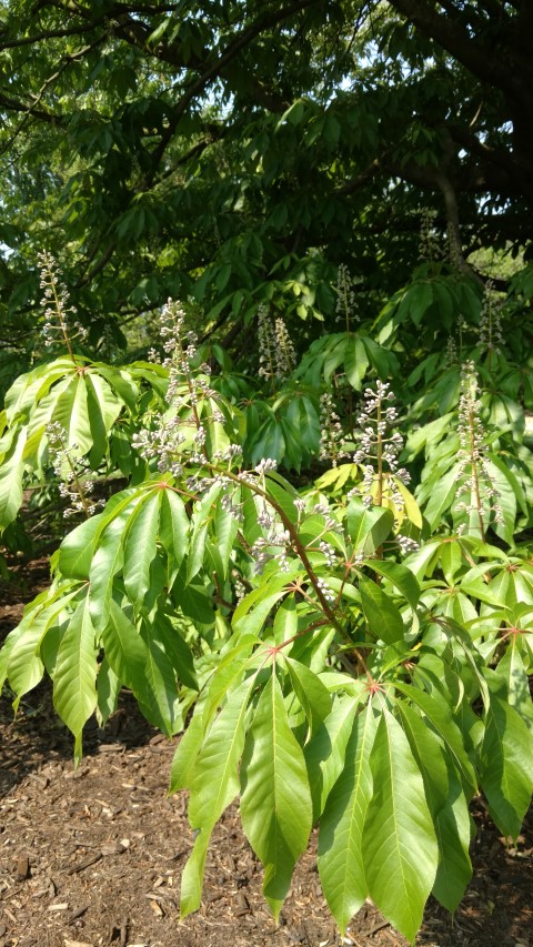 Aesculus indica plantplacesimage20160605_152026.jpg